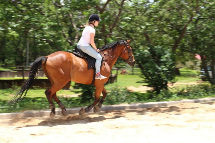 sport horse 3