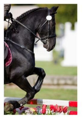 professional animal communicator and horse whisperer