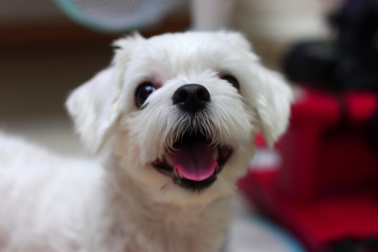 best dog breeds for apartment - maltese