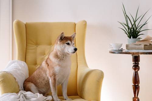 dog in chair