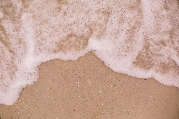 traveling with pets 2