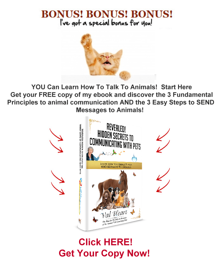 Communicating with animals gift