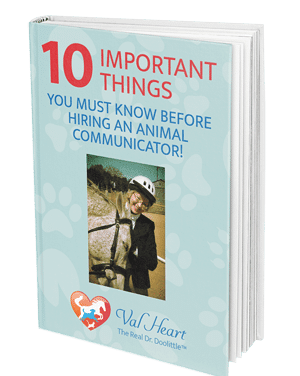 10 things to know BEFORE hiring an animal communicator