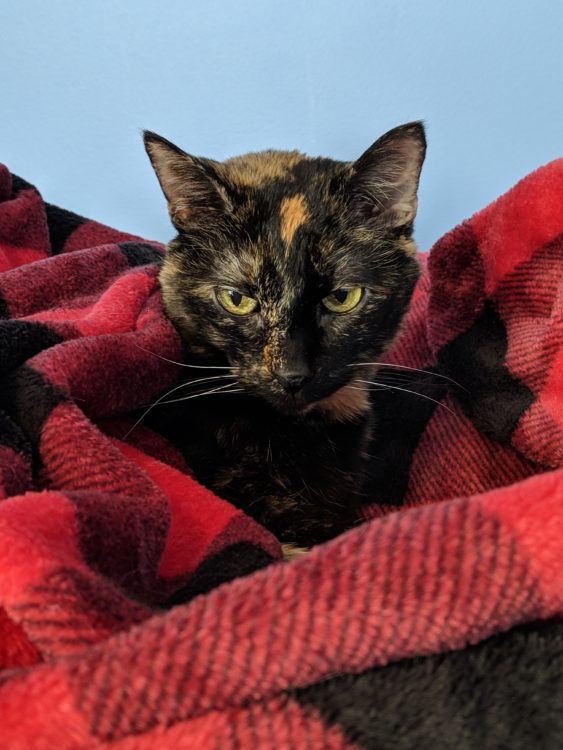 older cat in blanket