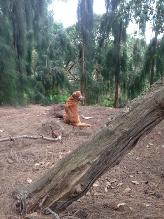 Take Me Home Bella Communication from Spirit Dog Guide 