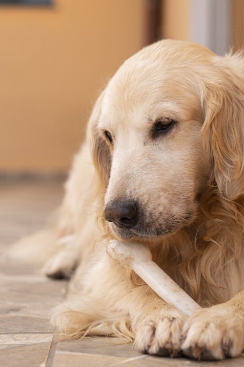 Animal Healing: Helping An Aging Dog Express Her Needs