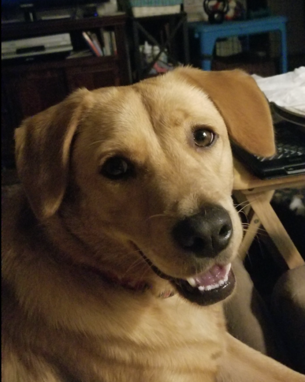 Being A Dog Whisperer Comes In Handy!