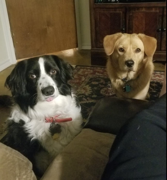 dog whisperer with Vals dogs