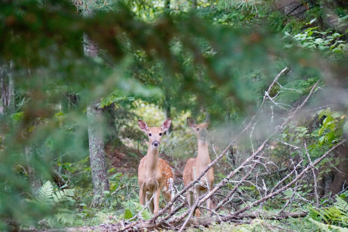 Talking With Animals: Fawns
