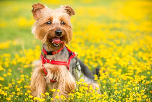 friendliest dog breeds Yorkshire terrier