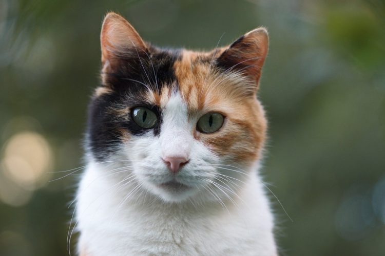 Lucy the calico manx cat how to keep your indoor cat happy
