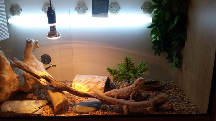 bearded dragon diet 2