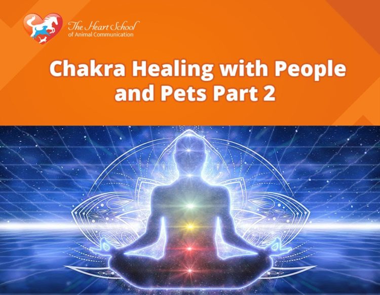 animal chakras 2
