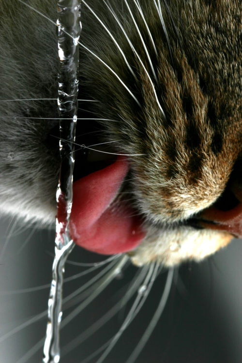 pet drinking fountain 2