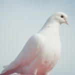 spiritual companion 2