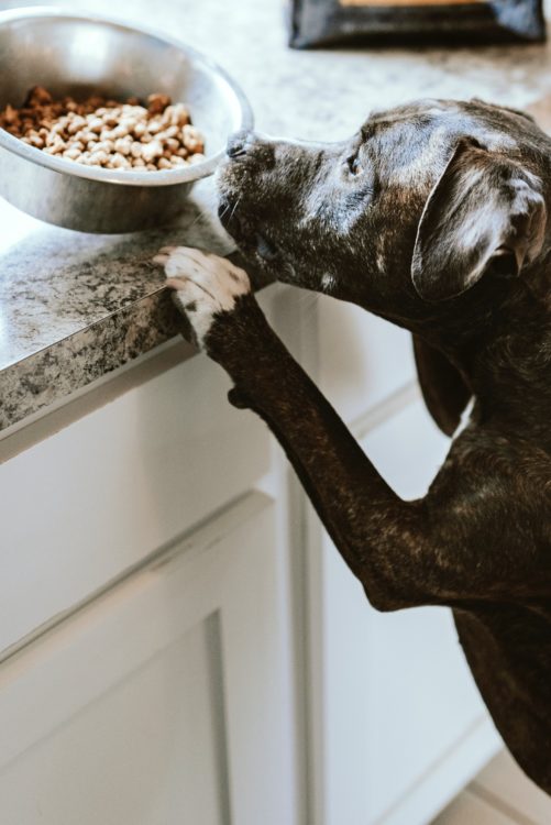 taurine deficiency 4