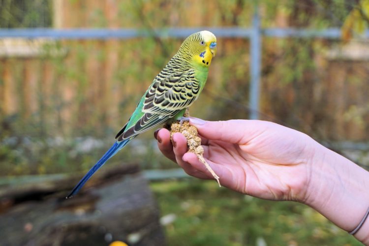 budgie