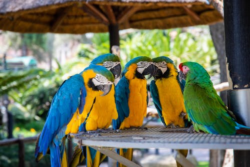 parrots