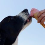 dog ice cream