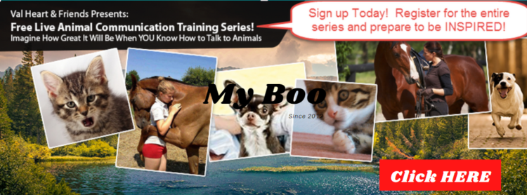 interview series click here button