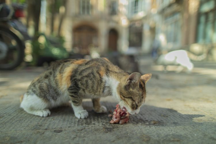 cat eating meat