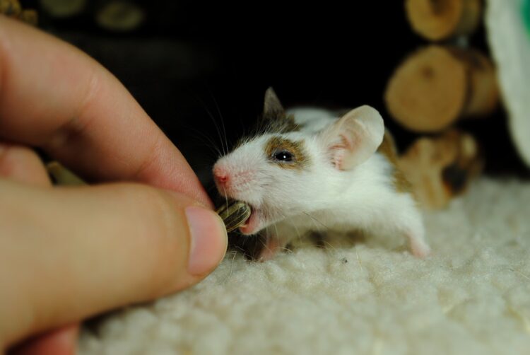 pet behavior problem mouse